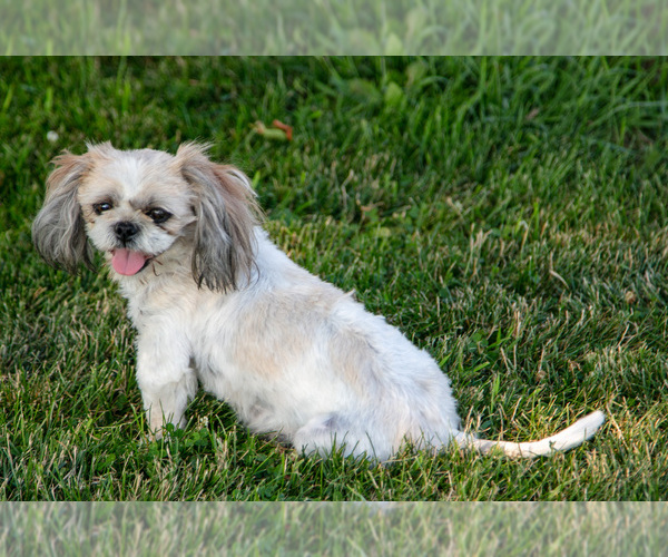 Medium Photo #1 Shih Tzu Puppy For Sale in CLARE, MI, USA