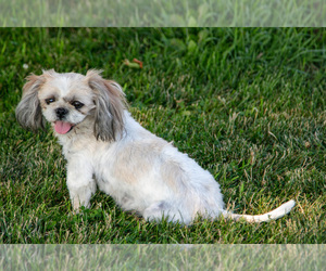 Mother of the Shih Tzu puppies born on 05/28/2025