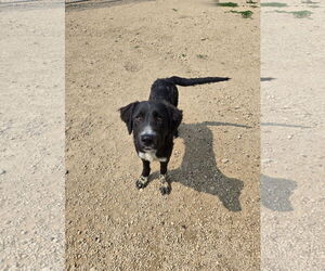 Borador Dogs for adoption in Maquoketa, IA, USA