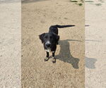Small Borador