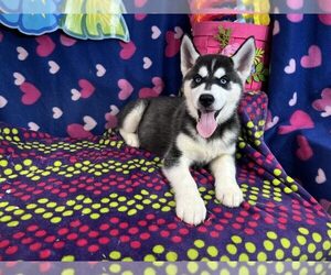 Siberian Husky Dogs for adoption in NEW YORK, NY, USA