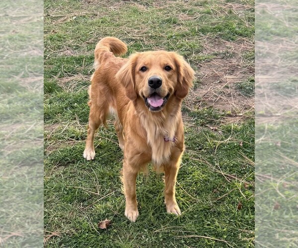 Medium Photo #1 Golden Retriever Puppy For Sale in COEUR D ALENE, ID, USA