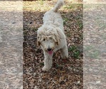 Small Photo #2 Labradoodle Puppy For Sale in OLD TOWN, FL, USA