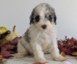 Small Photo #45 Schnoodle (Miniature) Puppy For Sale in GOSHEN, IN, USA