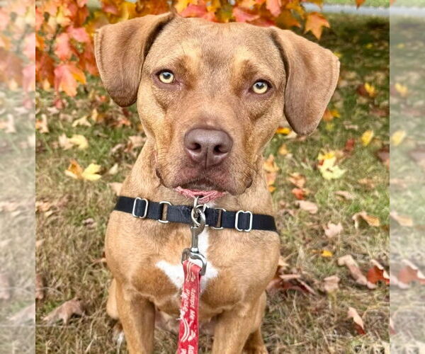 Medium Photo #2 Mutt Puppy For Sale in Canton, CT, USA