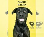 Small #1 Labrador Retriever