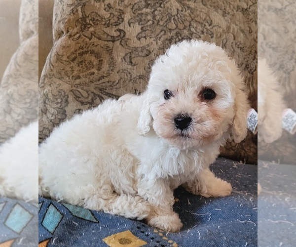 Medium Photo #1 Maltipoo Puppy For Sale in LAKESIDE, CA, USA
