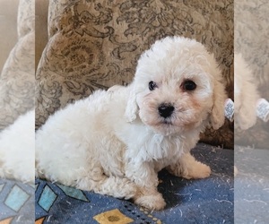 Maltipoo Puppy for Sale in LAKESIDE, California USA