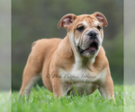 Small #9 Bulldog