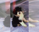 Small Photo #16 Aussiedoodle Miniature  Puppy For Sale in DURHAM, CT, USA