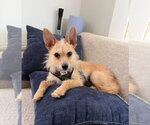 Small #2 Chihuahua Mix