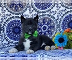 Small #1 Akita-Siberian Husky Mix