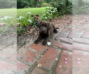 Labrador Retriever Puppy for sale in HOLLANDALE, MS, USA