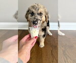Small #1 Australian Shepherd Mix