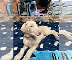 Puppy Princess Snow Doberman Pinscher