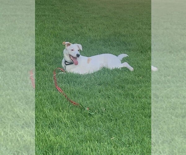 Medium Photo #7 Mutt Puppy For Sale in Dana Point, CA, USA