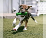 Small #2 Mutt