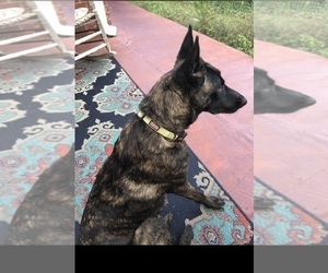 Mother of the Dutch Shepherd Dog puppies born on 06/23/2021
