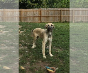 Anatolian Shepherd-Unknown Mix Dogs for adoption in Aurora, IN, USA