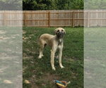 Poor Babies : Ivy - Female Anatolian Shepherd-Unknown Mix Dog for Adoption - Small photo