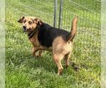 Small #7 Beagle Mix