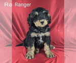 Small Photo #16 Bernedoodle Puppy For Sale in CANON CITY, CO, USA