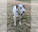Small #7 Bulldog-Labrador Retriever Mix