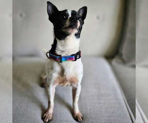 Medium Photo #3 Rat Terrier-Unknown Mix Puppy For Sale in Atlanta, GA, USA