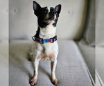Small #2 Rat Terrier Mix
