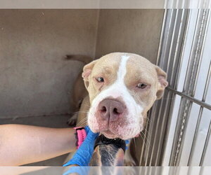 American Bulldog-Unknown Mix Dogs for adoption in Oklahoma City, OK, USA