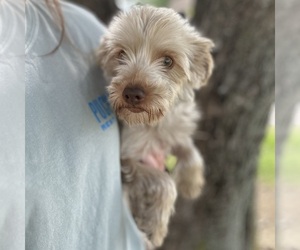 Mother of the ShihPoo puppies born on 04/15/2025