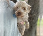 Small Photo #1 ShihPoo Puppy For Sale in ELKTON, KY, USA