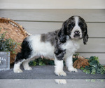 Puppy Jack Cocker Spaniel