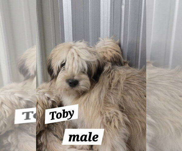 Medium Photo #3 Shih Tzu-Unknown Mix Puppy For Sale in Foristell, MO, USA