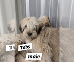 Small #2 Shih Tzu Mix