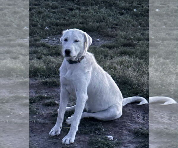 Medium Photo #1 - Mix Puppy For Sale in Bountiful, UT, USA