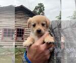 Small Photo #8 Chihuahua-Unknown Mix Puppy For Sale in New York, NY, USA