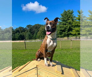 Mutt Dogs for adoption in Unionville, PA, USA