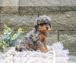 Small Photo #4 Poodle (Miniature) Puppy For Sale in WOLCOTTVILLE, IN, USA