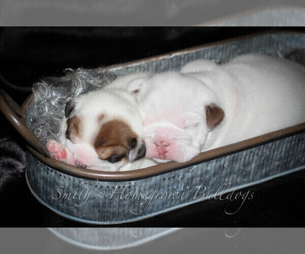 Medium Photo #6 English Bulldog Puppy For Sale in CARY, NC, USA