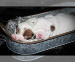 Small Photo #6 English Bulldog Puppy For Sale in CARY, NC, USA