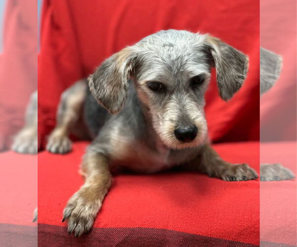 Medium Photo #3 Dachshund-Unknown Mix Puppy For Sale in Weston, FL, USA