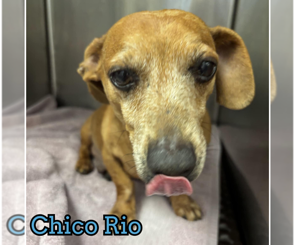 Medium Photo #19 Dachshund Puppy For Sale in San Antonio, TX, USA