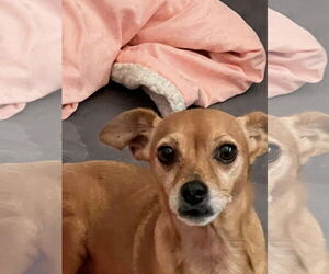 Chihuahua Dogs for adoption in MIDWAY, UT, USA