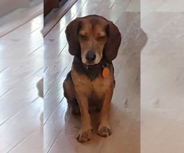 Medium Photo #8 Beagle Puppy For Sale in Dunnellon, FL, USA