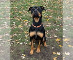 Small #7 Rottweiler Mix