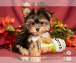Small Photo #7 Morkie Puppy For Sale in SAFFORD, AZ, USA