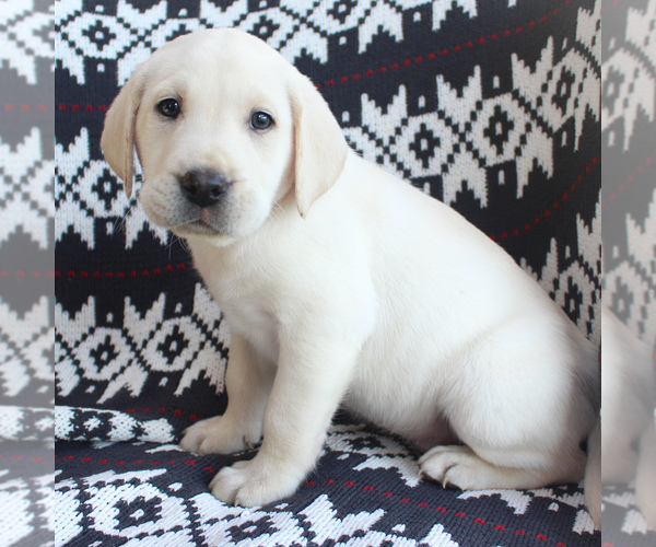 Medium Photo #3 Labrador Retriever Puppy For Sale in RONKS, PA, USA