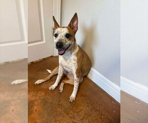 Mutt Dogs for adoption in Bolivar, MO, USA