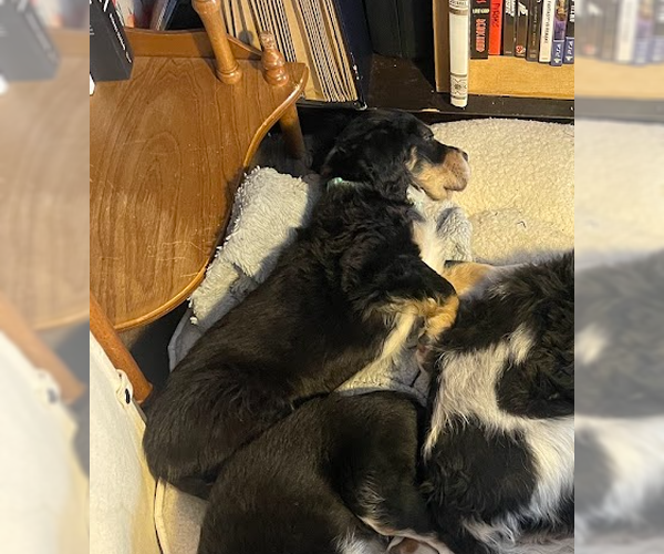 Medium Photo #2 Bernese Mountain Dog-Unknown Mix Puppy For Sale in Sandy, UT, USA